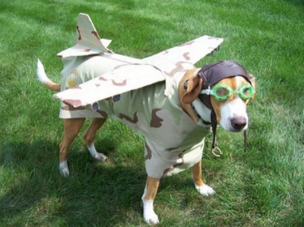 Funny-Dog-Costumes-9-500x374